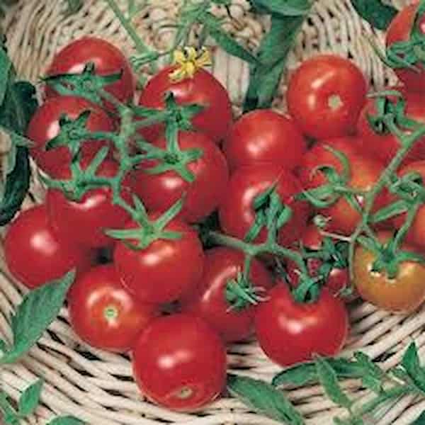 تصویر 5 از قیمت خرید رب گوجه 4 کیلویی + فروش ویژه